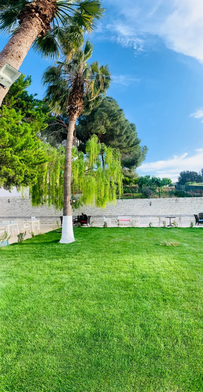 Bahçedeki palmiyeler ve yeşil peyzaj