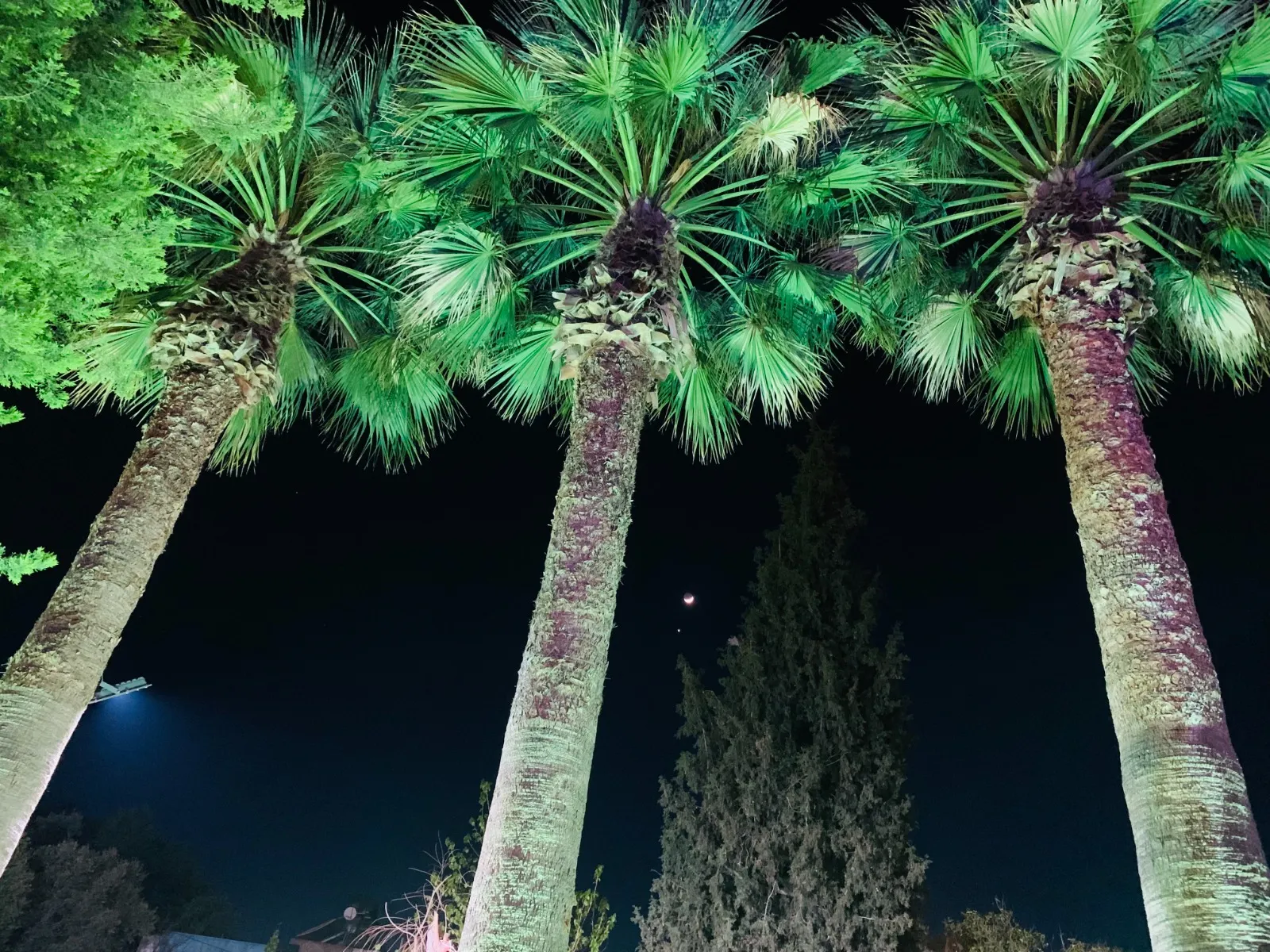 Otel bahçesindeki palmiyelerin gece ışıklandırması